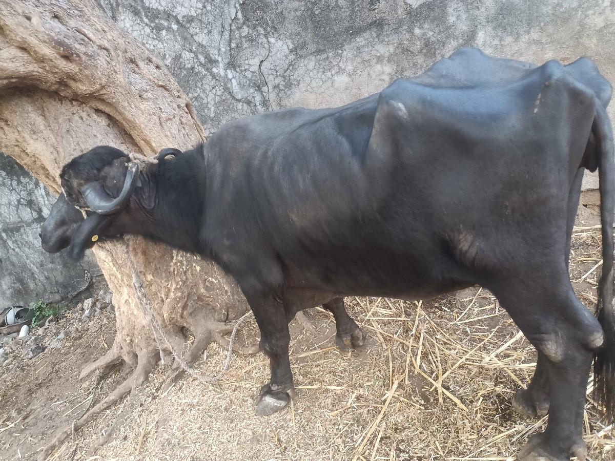 થંબનેલ 2