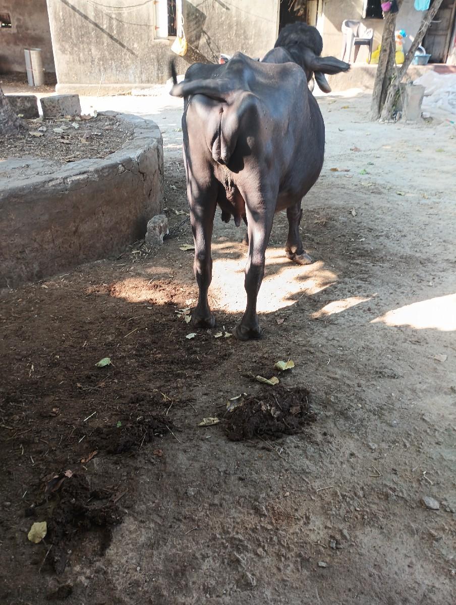 થંબનેલ 2