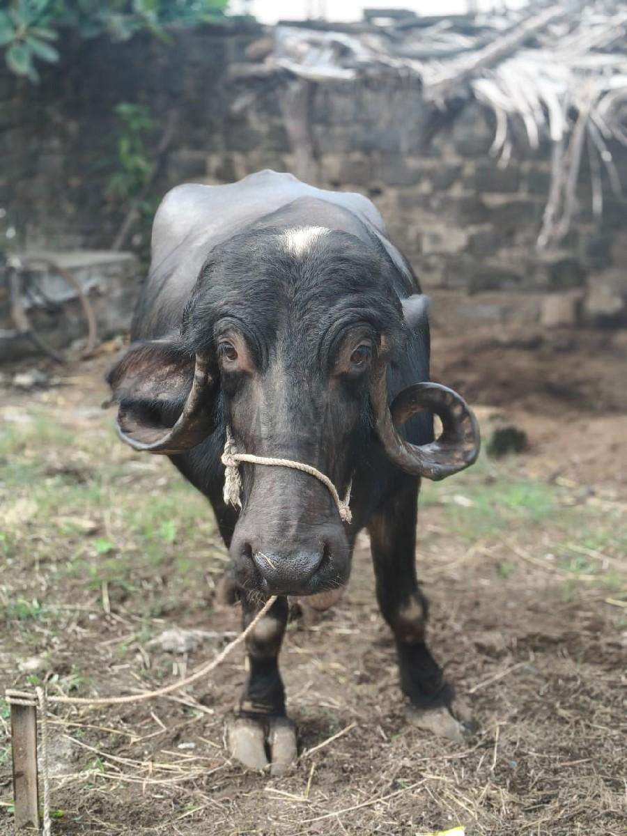 ભેશ વેચવાની છે ત્રીજા વતર ની પદર