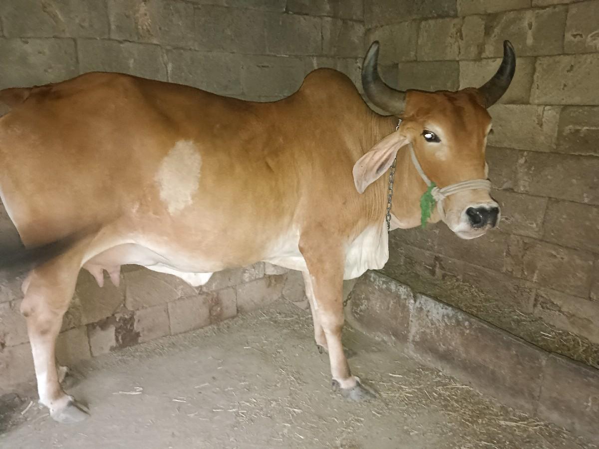 ગાય વહેંચવાની છે દેશી ગાય