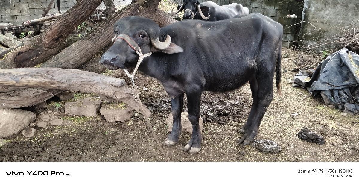 થંબનેલ 2