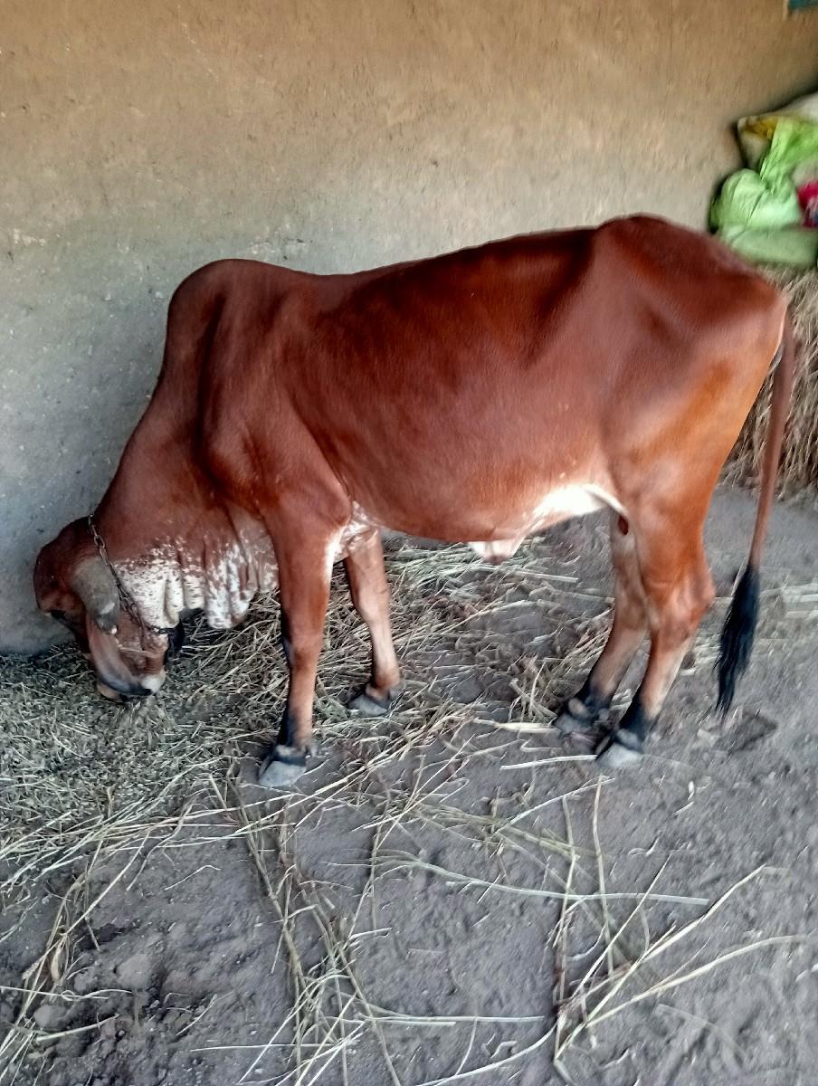 થંબનેલ 2