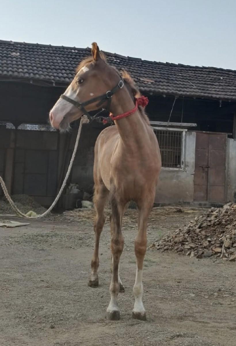 થંબનેલ 2