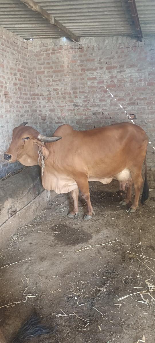 થંબનેલ 2