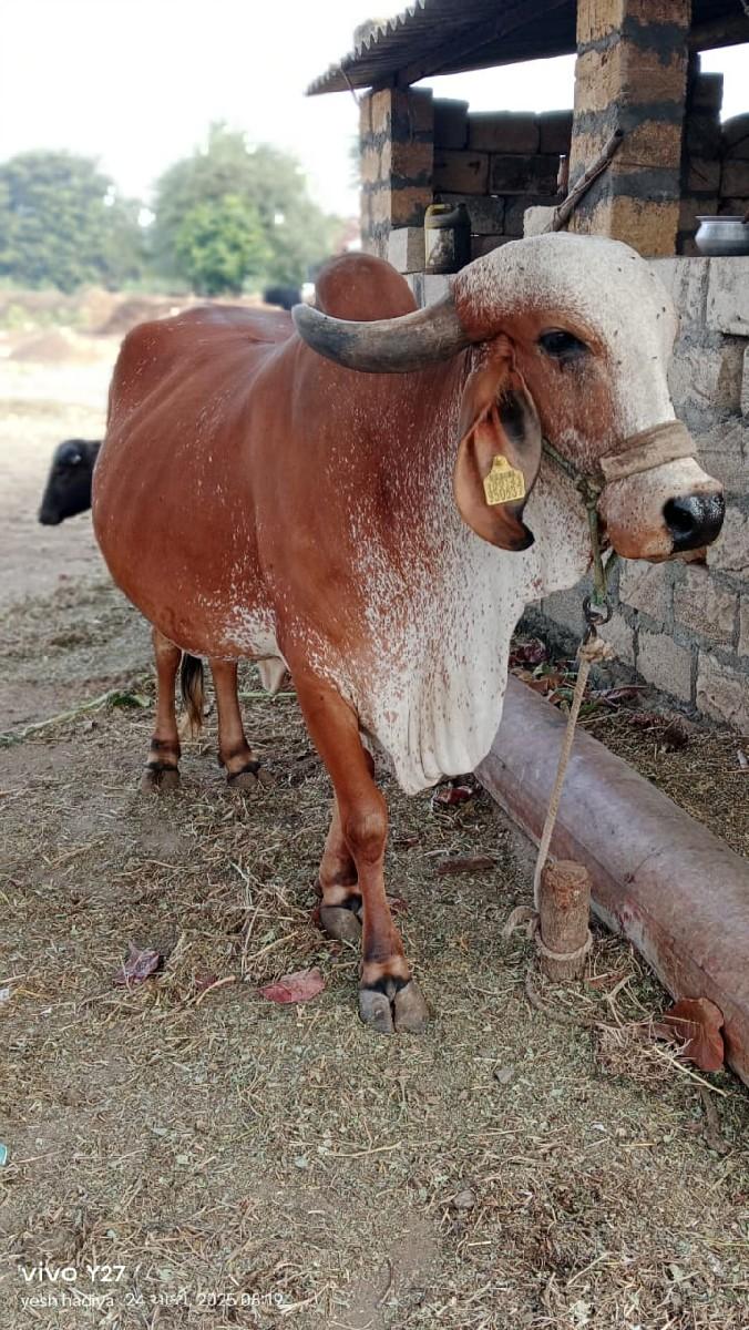 ગીર ગાય વેચવાની છે