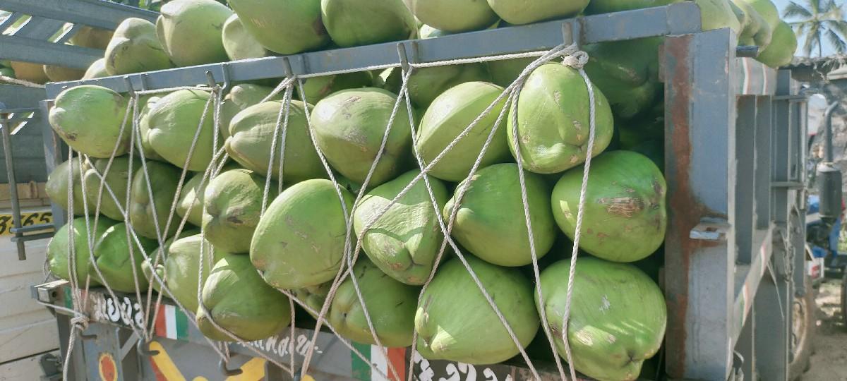 નારીયેળ વેચાણ માટે કોન્ટેક્ટકરો