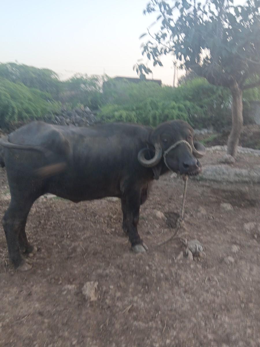 થંબનેલ 2