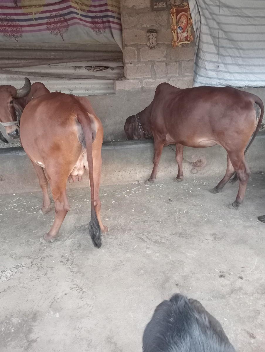 વેચવાની છે