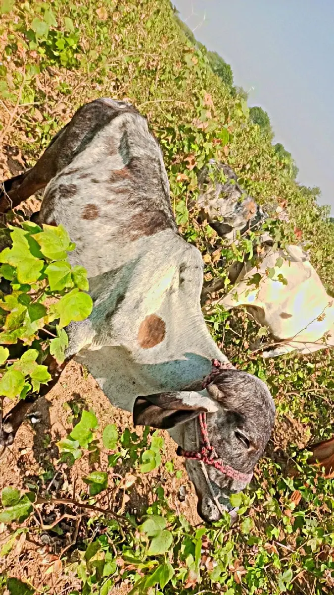 થંબનેલ 3