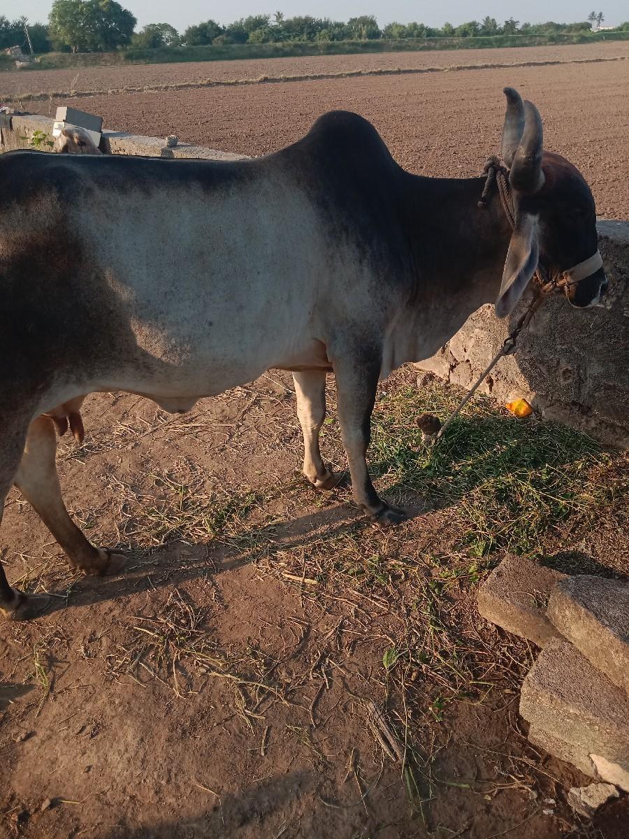 થંબનેલ 2