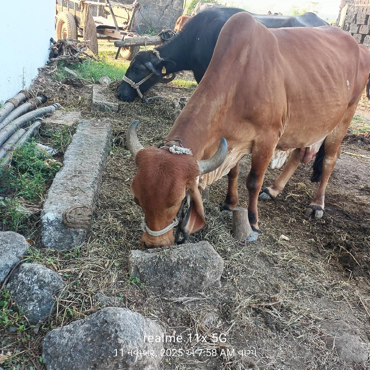 ગાય વેચવાની છે ગીર