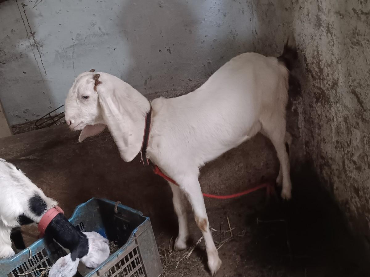 થંબનેલ 2