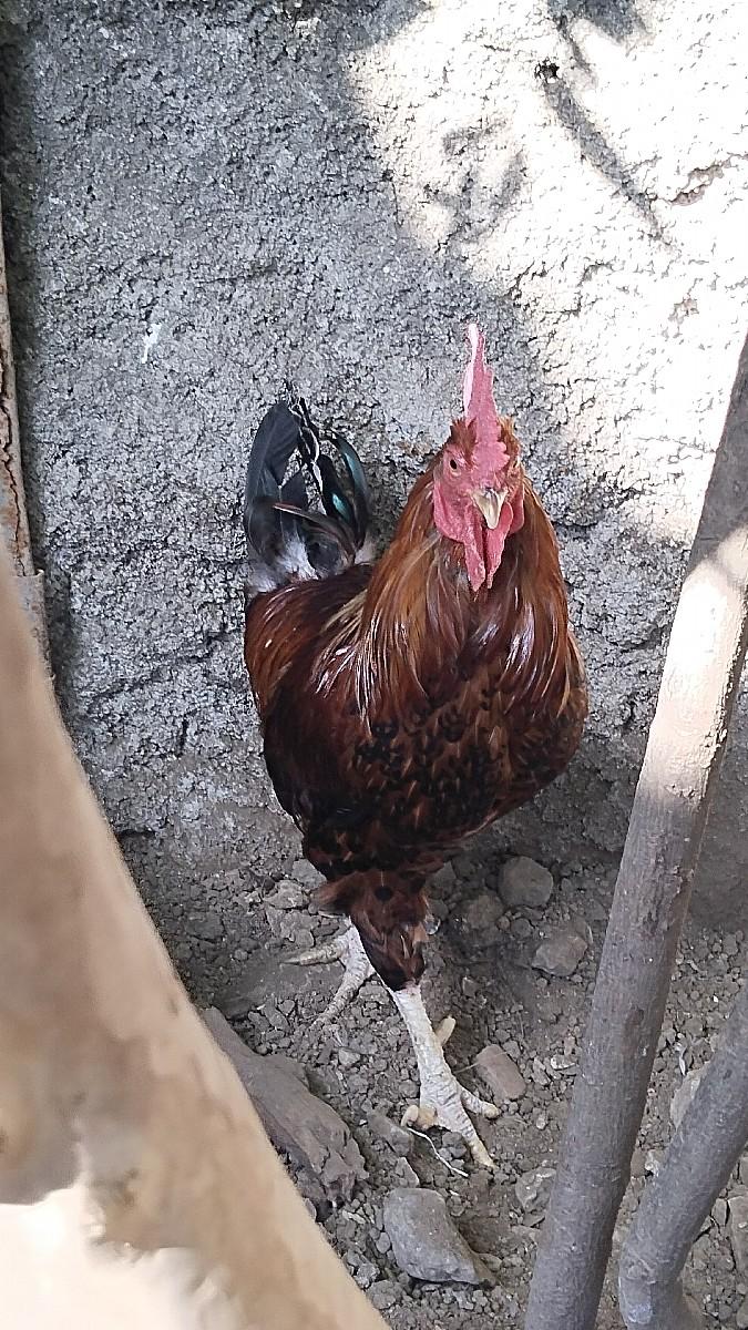 થંબનેલ 3