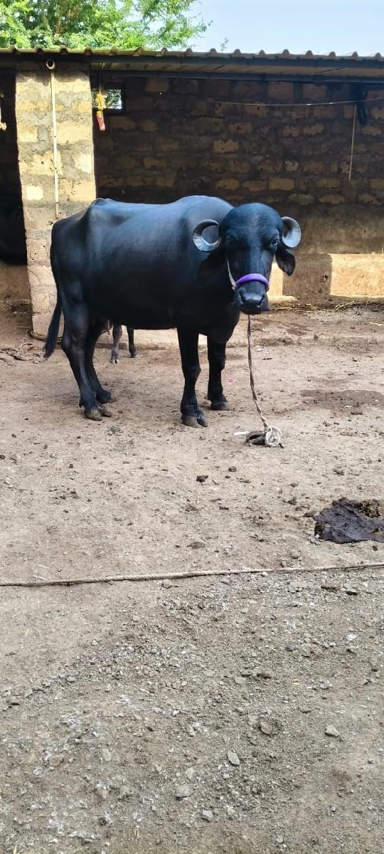 થંબનેલ 3