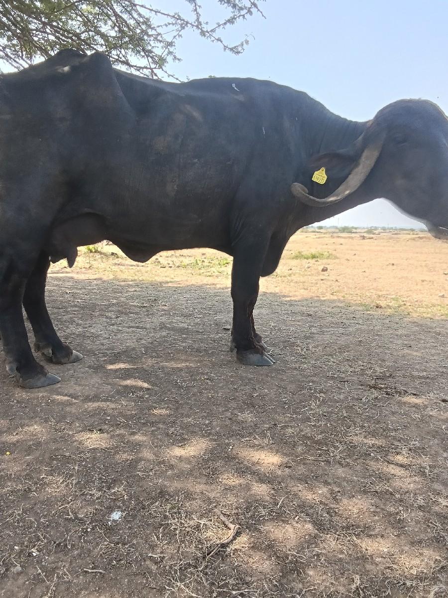 વેચવાની છે