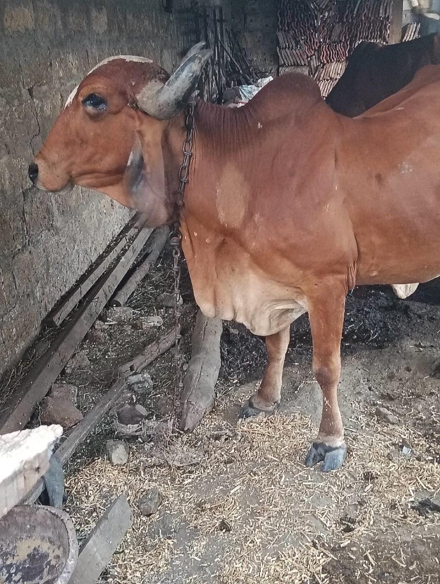 થંબનેલ 3