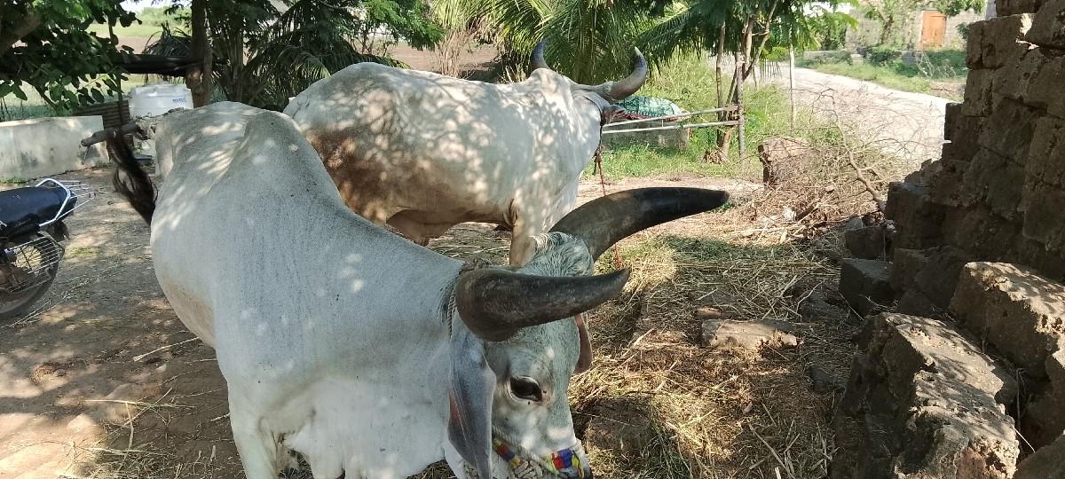 ગોઢલા વેચવા ના શે