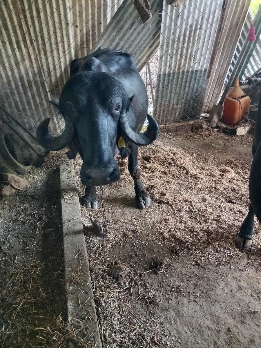 ભેંસ વેચવા ની છે.