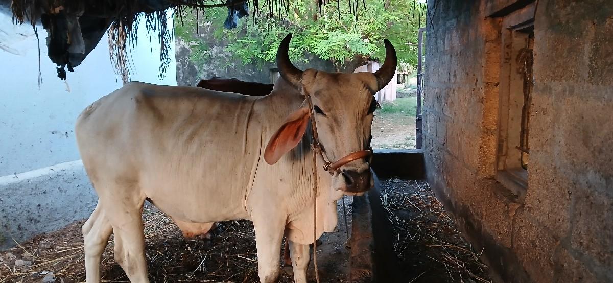 થંબનેલ 2