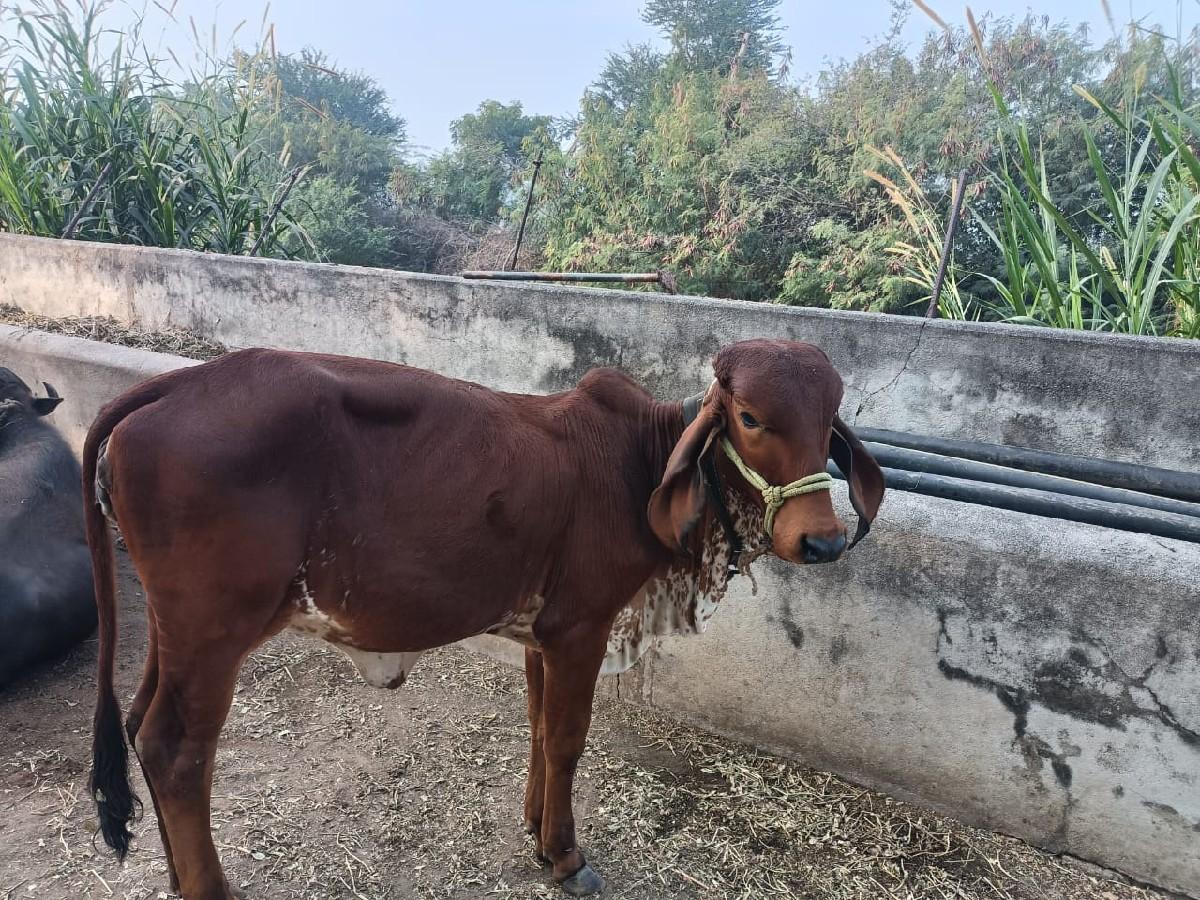 थंबनेल 2