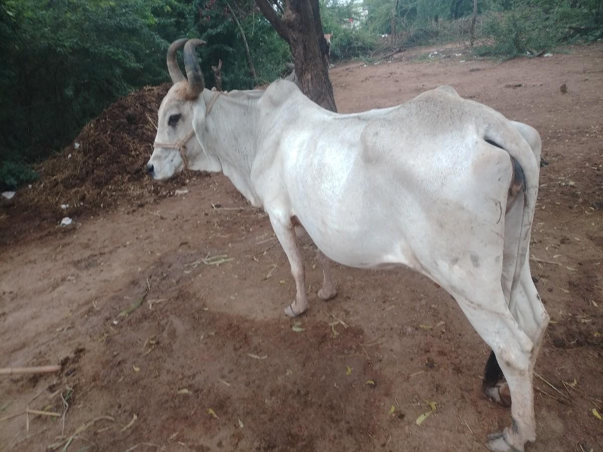 થંબનેલ 2