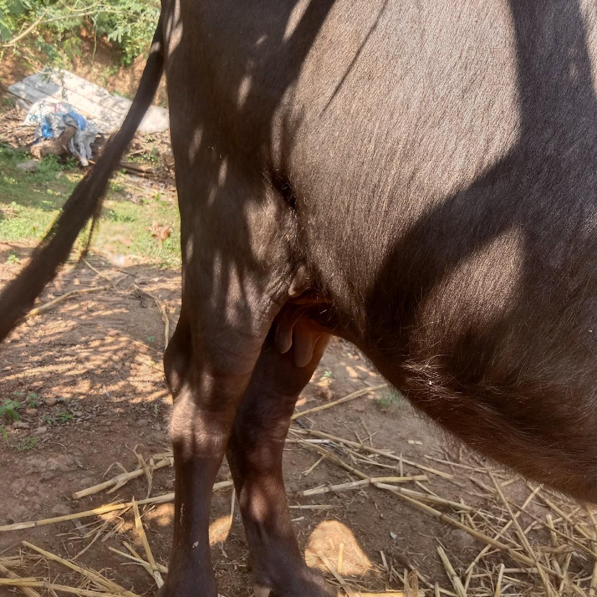 વેચવાની છે