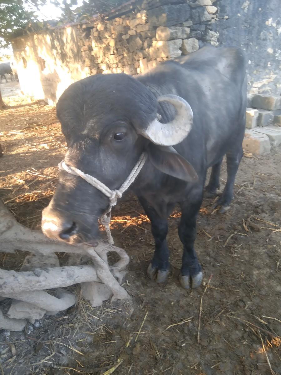 થંબનેલ 2