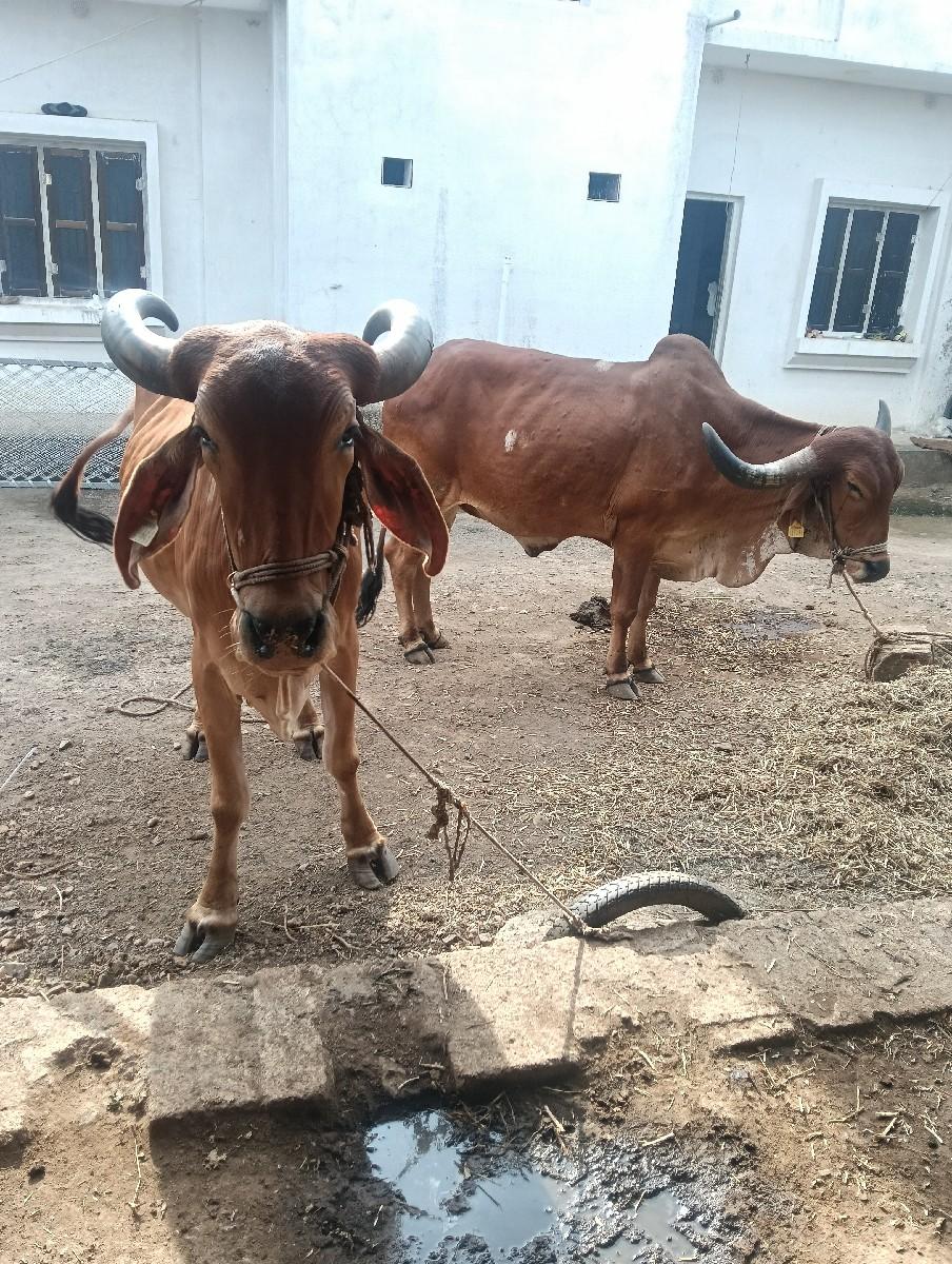 બળદ વેચવાના છે