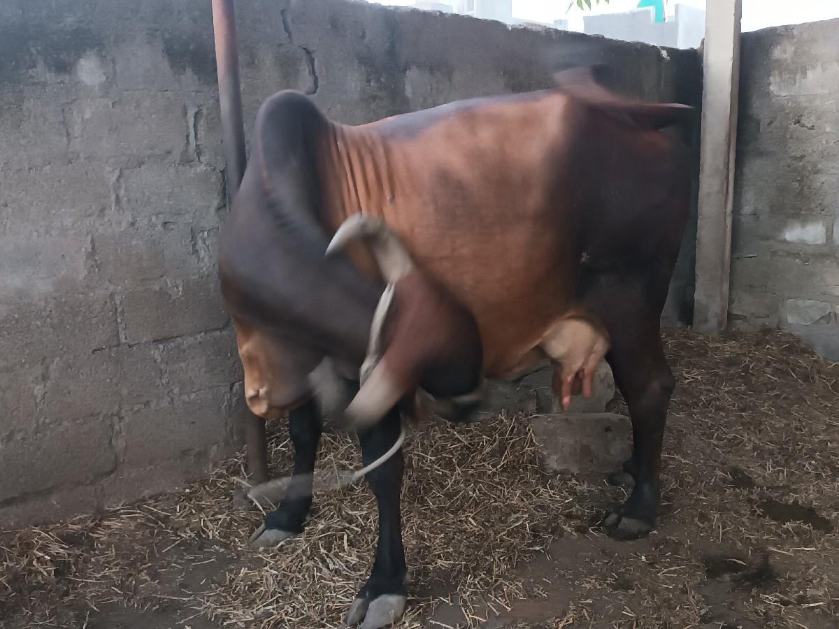 થંબનેલ 3