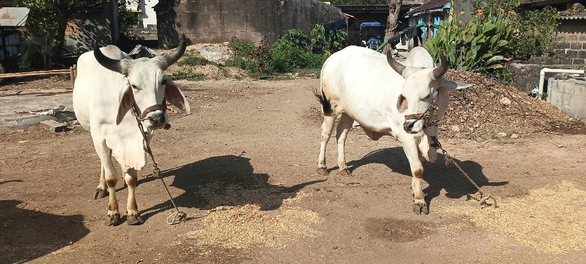 થંબનેલ 2