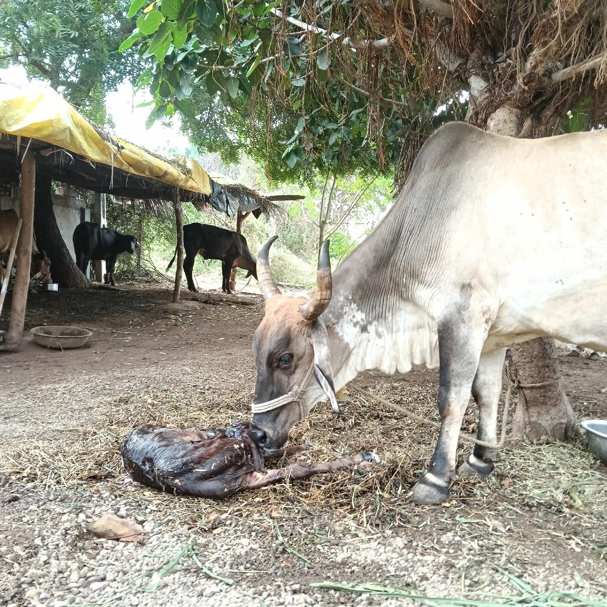 ગાય વેશવાની છે