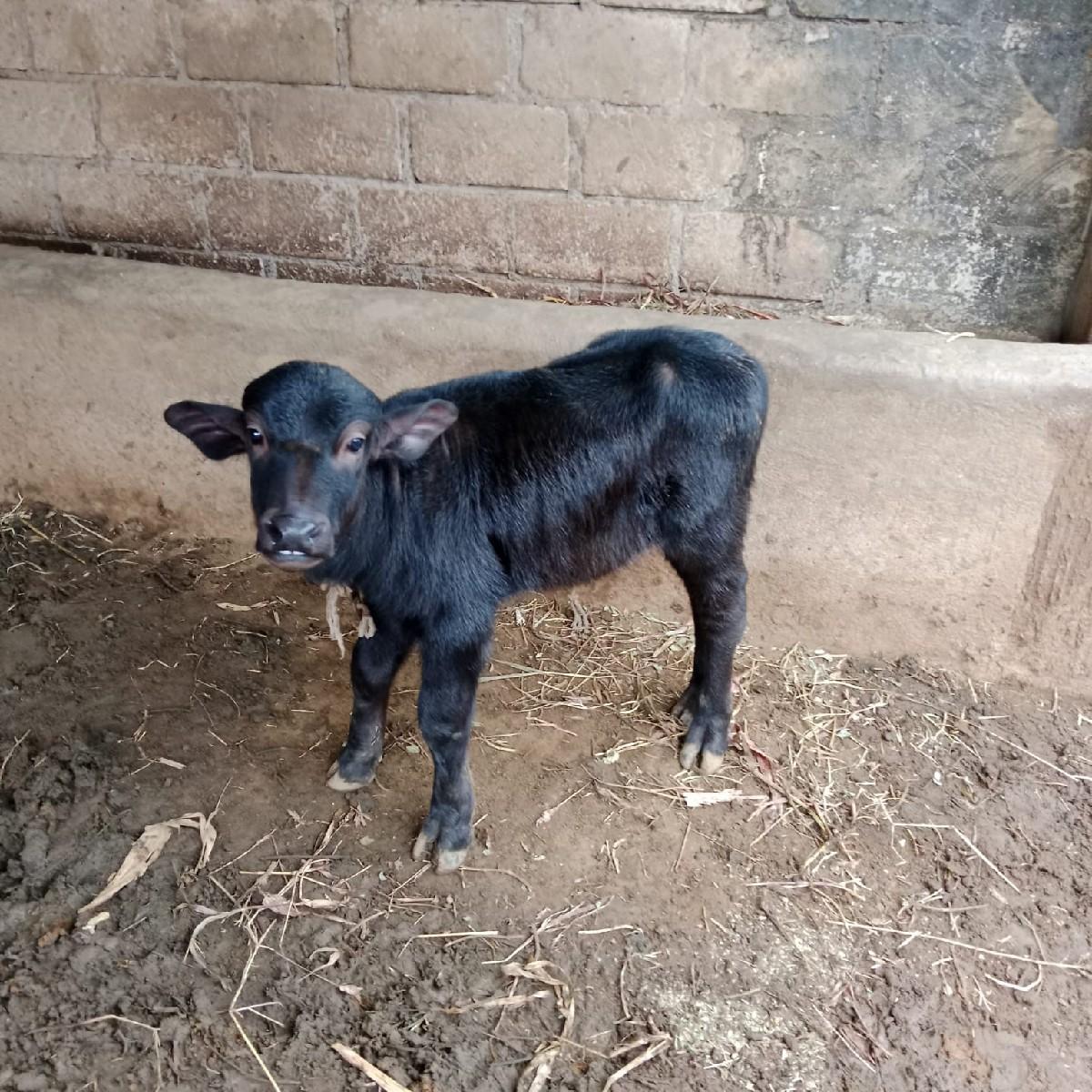 થંબનેલ 3