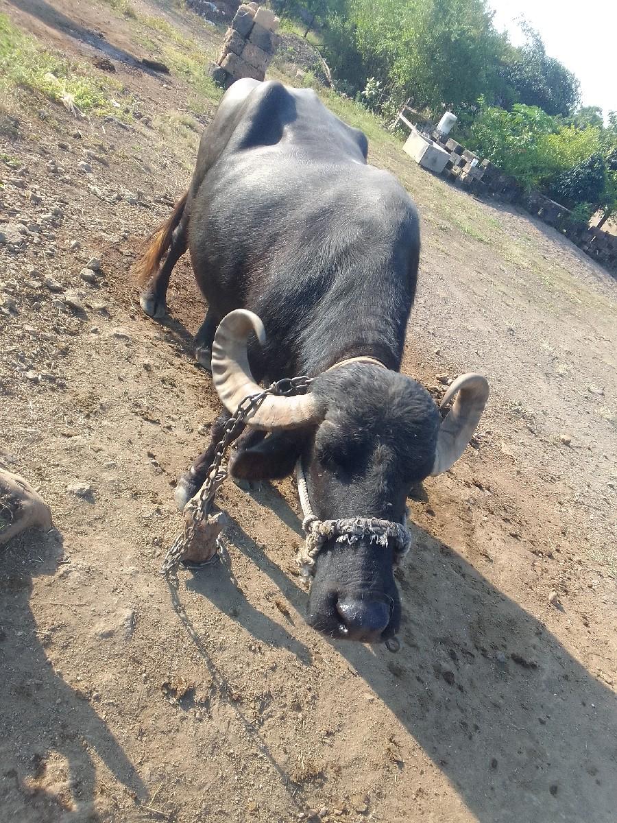 થંબનેલ 2