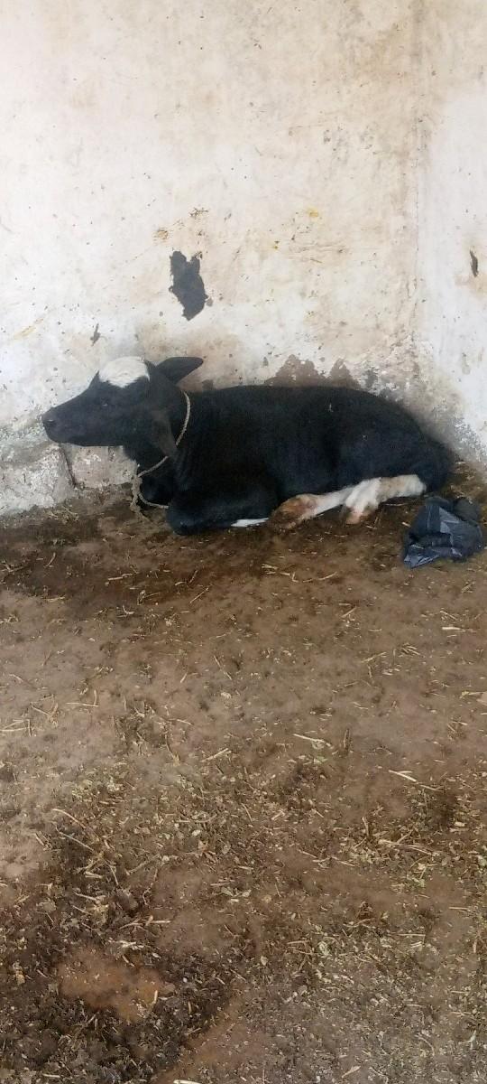 ભેંશ વેચવાની છે