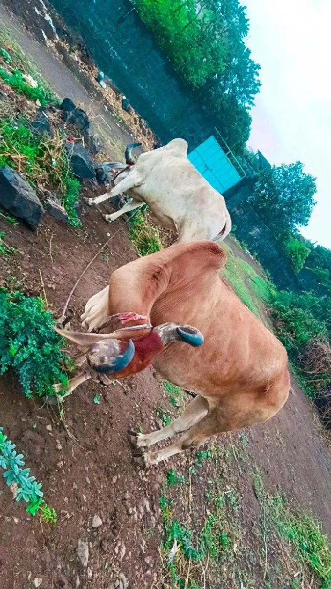 થંબનેલ 2