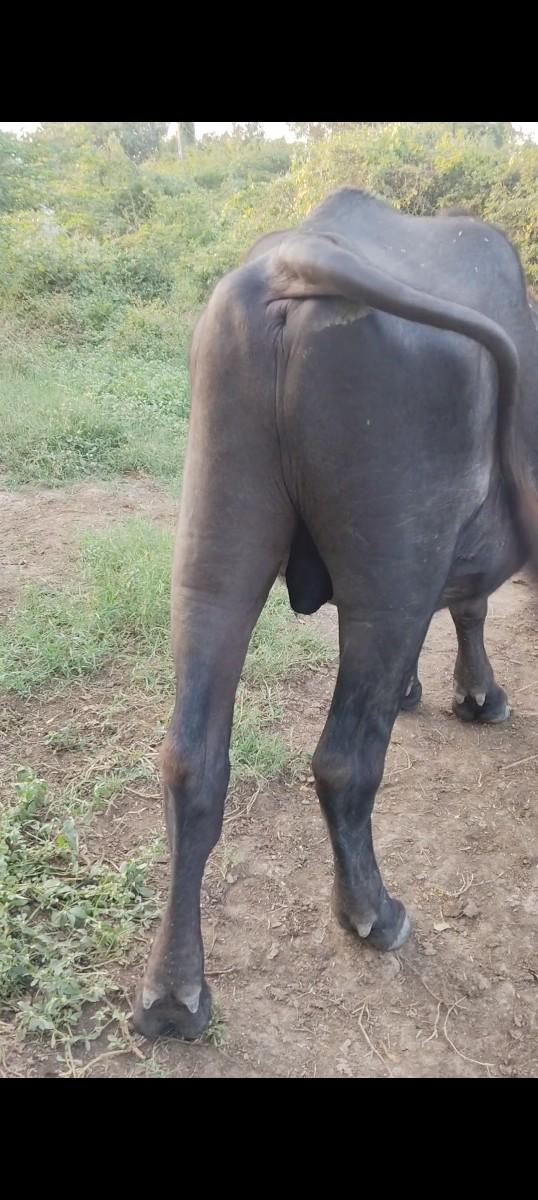 થંબનેલ 3