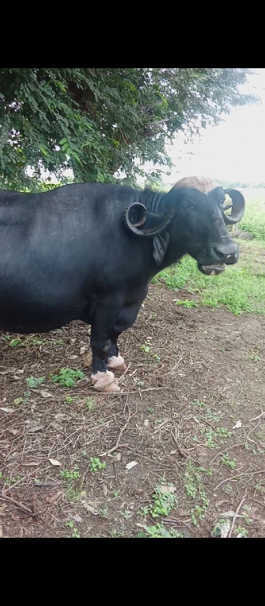 થંબનેલ 2