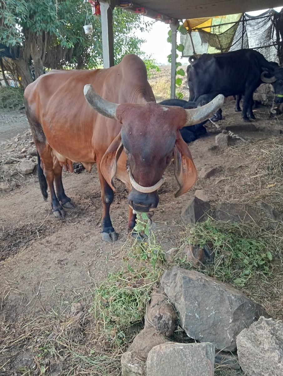 ગાય વેચવાની છે