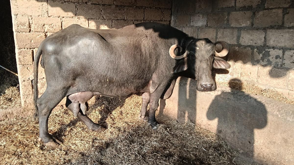 ભેંસ વેચવાની છે