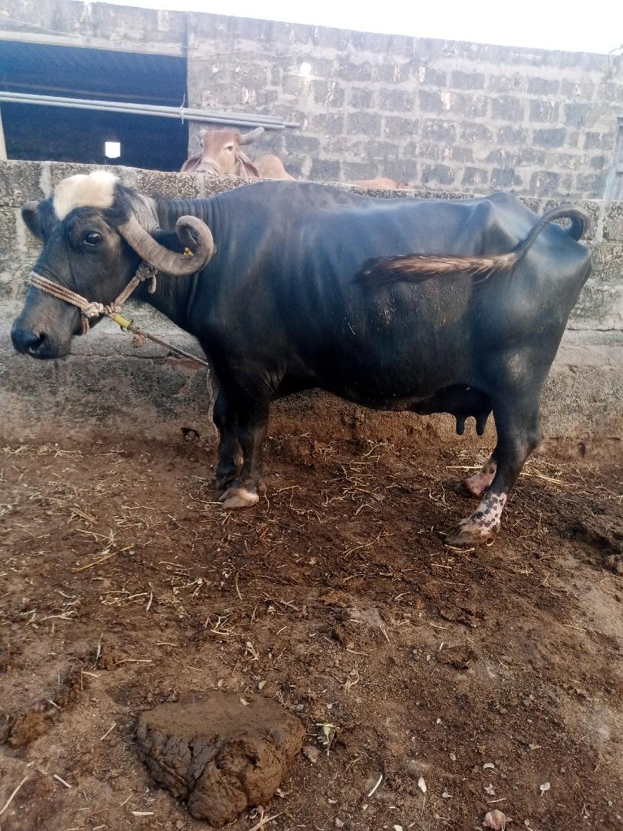 થંબનેલ 2