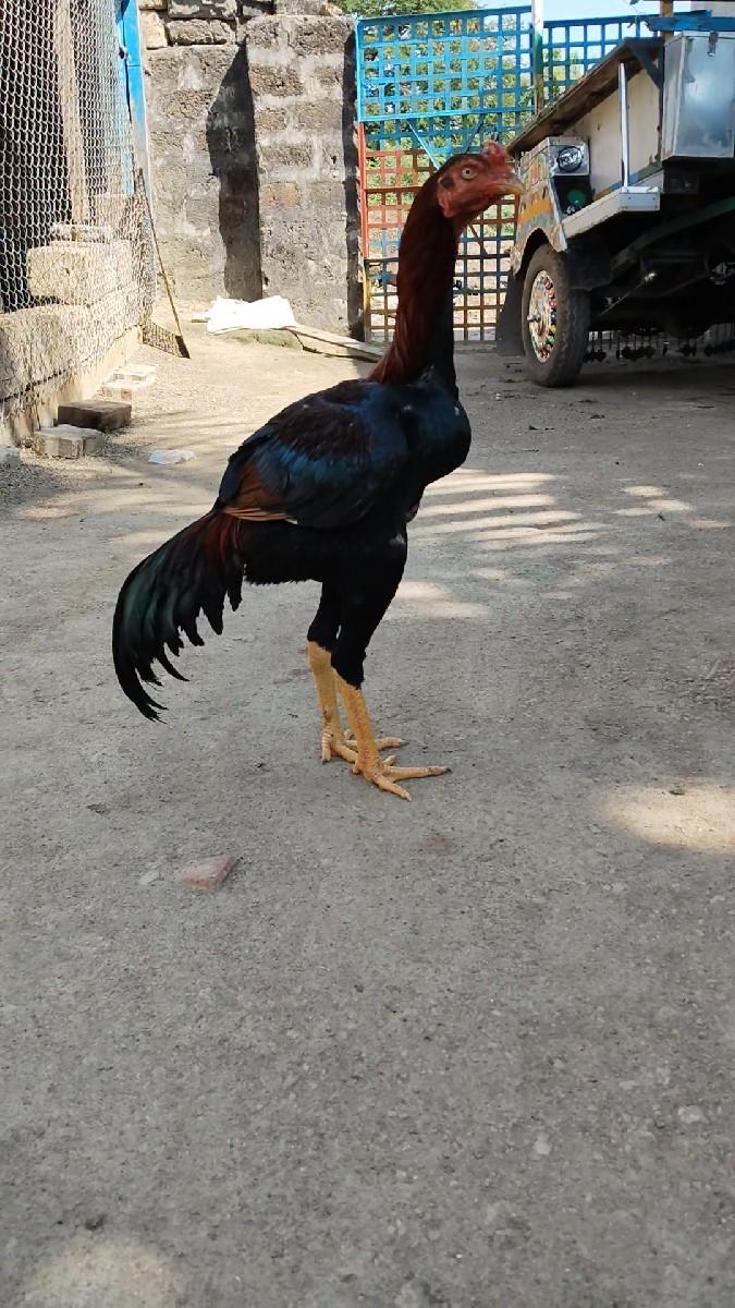 થંબનેલ 2