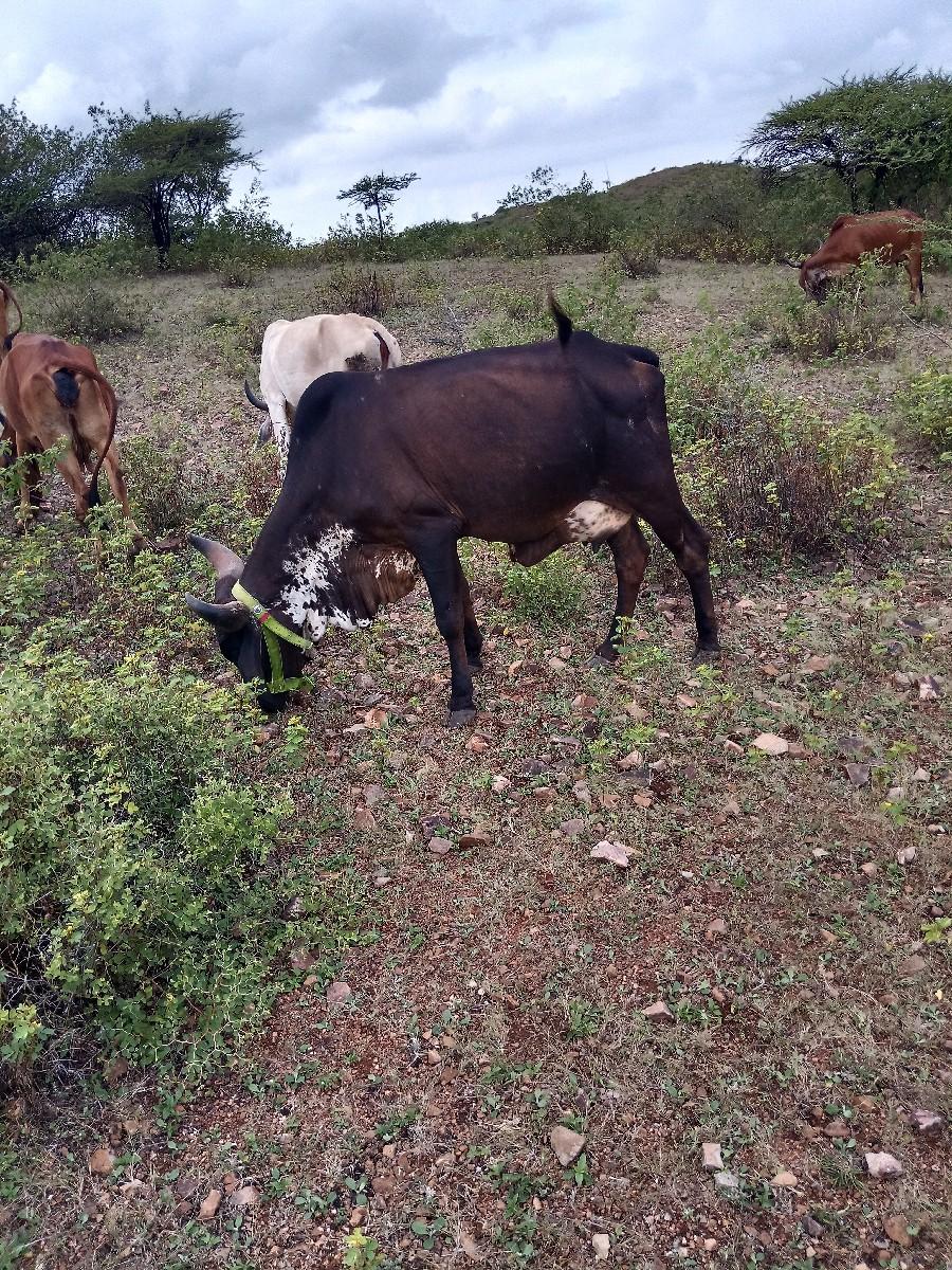 थंबनेल 2