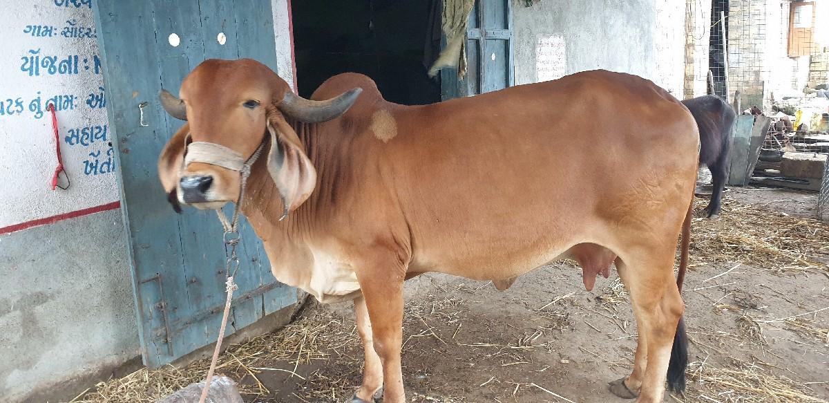 વેચવા ની