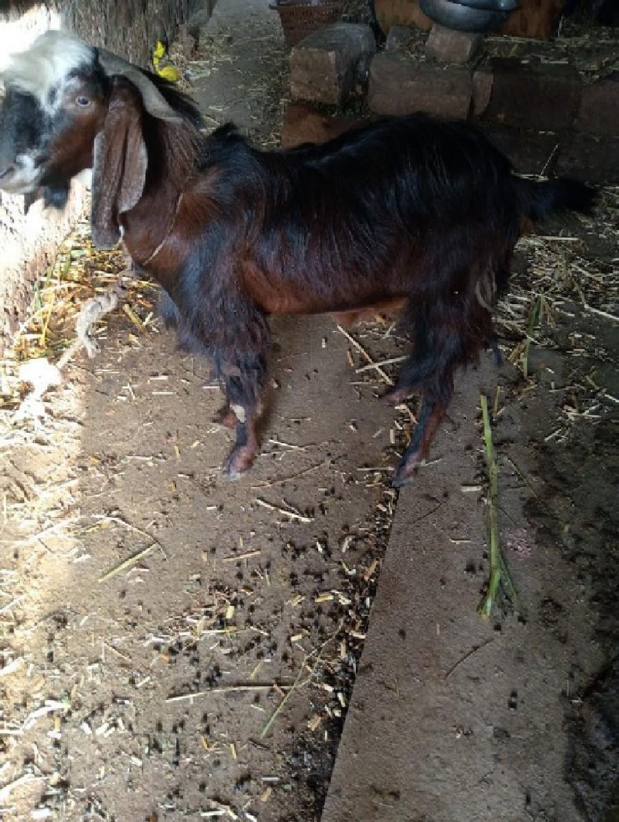 થંબનેલ 3