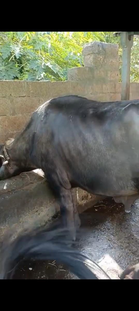 થંબનેલ 3