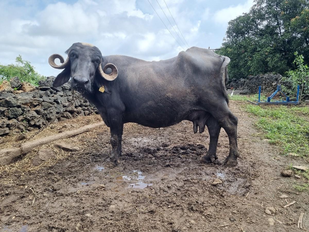 ભેંશ વેચવાની છે