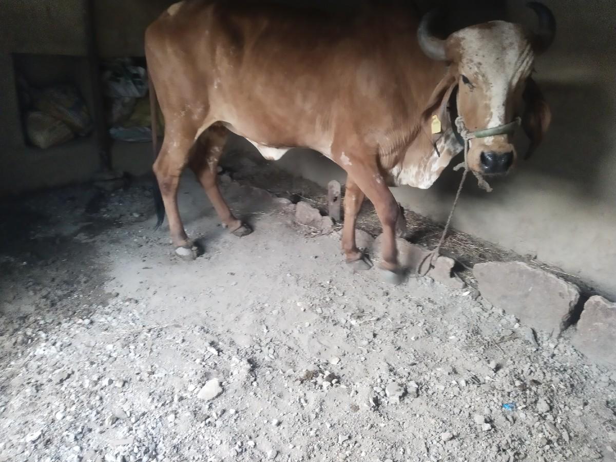 ચાર મહિનાની ગાભણ