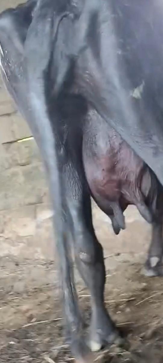 ભેંસ વેચવાની છે