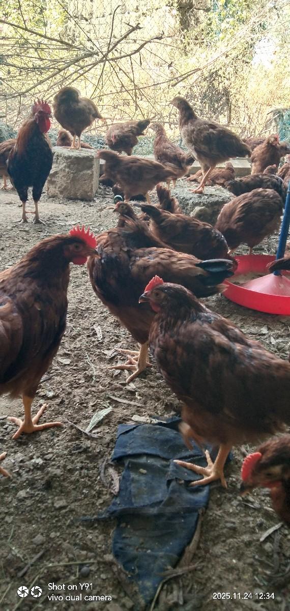 थंबनेल 3