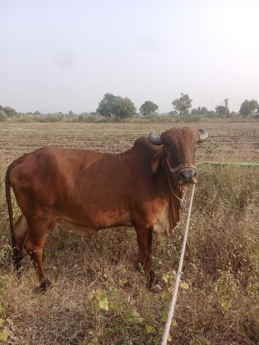 આ ગાય વેચવાની છે